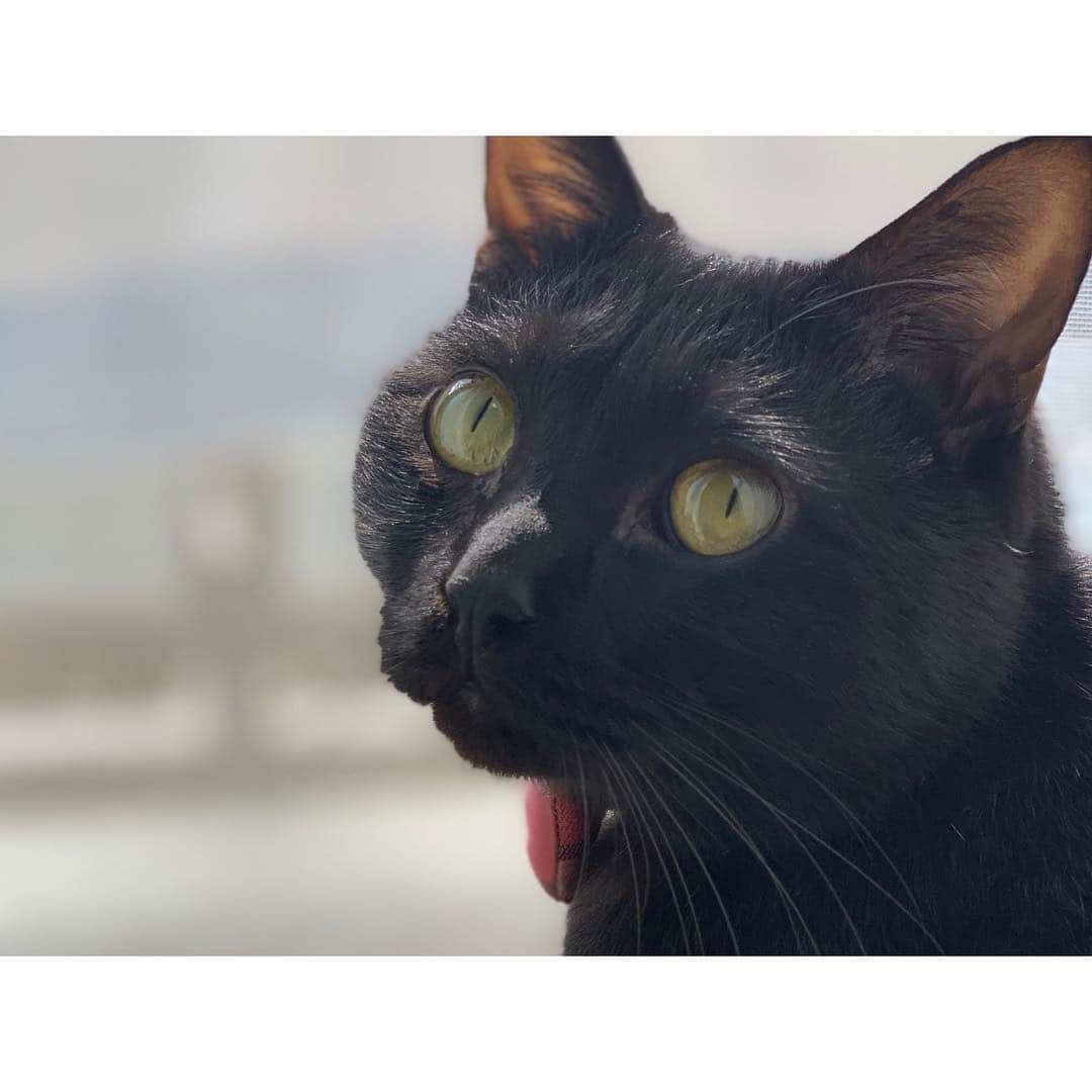 松浦雅さんのインスタグラム写真 - (松浦雅Instagram)「お外見てる、とにーさん。 ぶりっこしたり、ぶさかわになったり。 いそがしいね。😌 #cat #猫 #ねこ #🐱 #catstagram #にゃんすたぐらむ  #黒猫 #黒猫部 #とにーすたぐらむ」3月23日 15時20分 - m.miyabi614