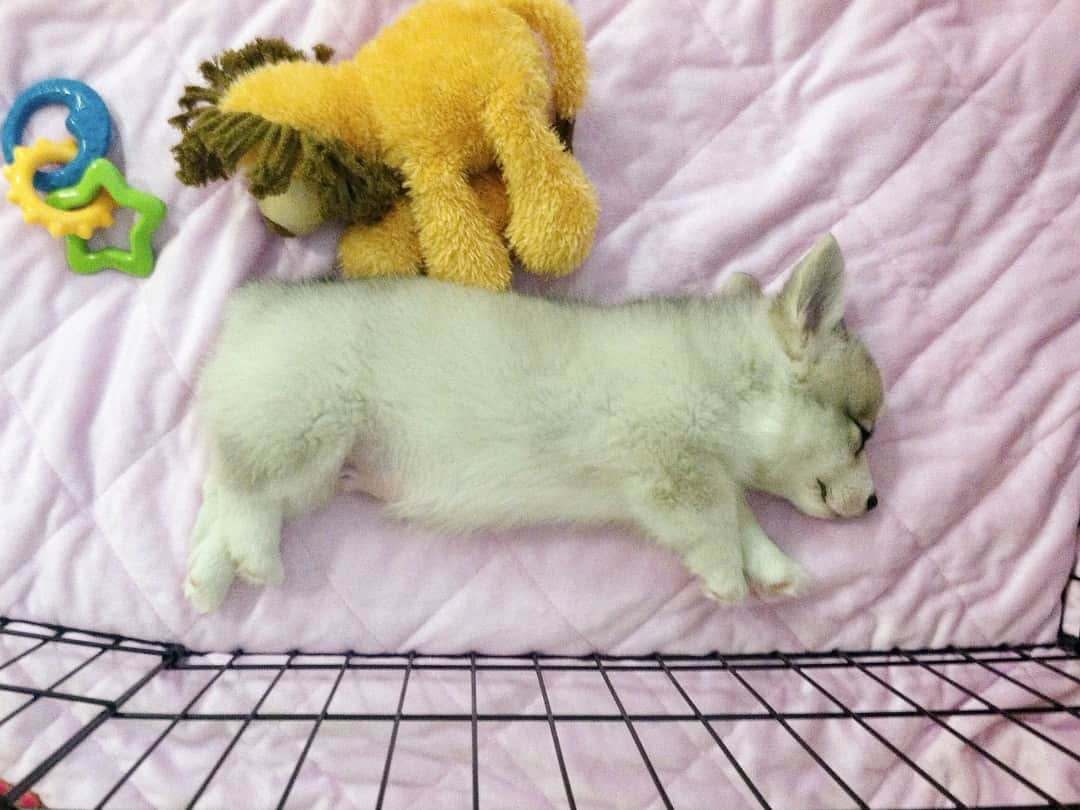 Winston the White Corgiさんのインスタグラム写真 - (Winston the White CorgiInstagram)「Smol pupper. Big dreams. Happy #nationalpuppyday! Click #beforewinstonthewhite for more pupper nuggets」3月24日 2時23分 - winstonthewhitecorgi