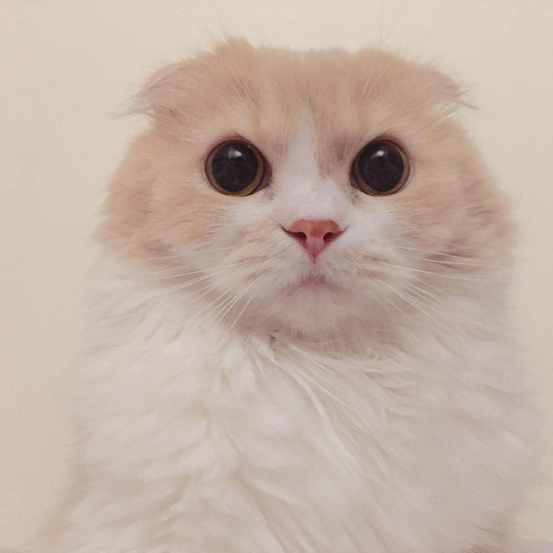 のんたのインスタグラム：「おやすみ、びゅーりほ😘」