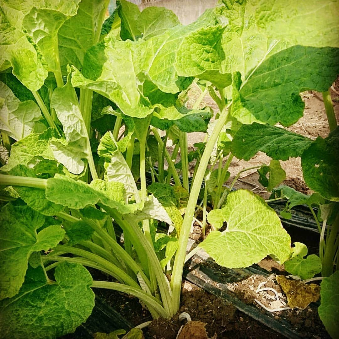 焼肉らんどさんのインスタグラム写真 - (焼肉らんどInstagram)「こんにちは～。焼肉らんどです❗ . 自家栽培で若ごぼうと玉ねぎが育ってきましたので、今週から若ごぼうのナムルをお出ししております👌若ごぼうは少し成長したところで一度刈ることによって柔らかく育ちます。無農薬で手間隙かけた若ごぼうを是非🎵. 玉ねぎもシャッキシャキで苦味や辛味が一切ないのでサラダや焼きにお出しして行きます☺️ . 焼肉らんど自慢の野菜を事前に言って頂けると畑から収穫して販売も可能ですので是非😋  #焼肉らんど #焼肉ランド #近鉄八尾 #八尾 #八尾グルメ #八尾焼肉 #焼肉 #焼肉屋 #焼肉屋さん #東大阪 #東大阪グルメ #国産和牛 #a5ランク #ユッケ #無農薬 #自家栽培 #産地直送 #フォトジェニック #美味しい店 #美味しいお肉 #肉スタグラム #焼肉好き #超達人店 #若ごぼう #採れたて販売」3月24日 0時50分 - land.yakiniku.yao