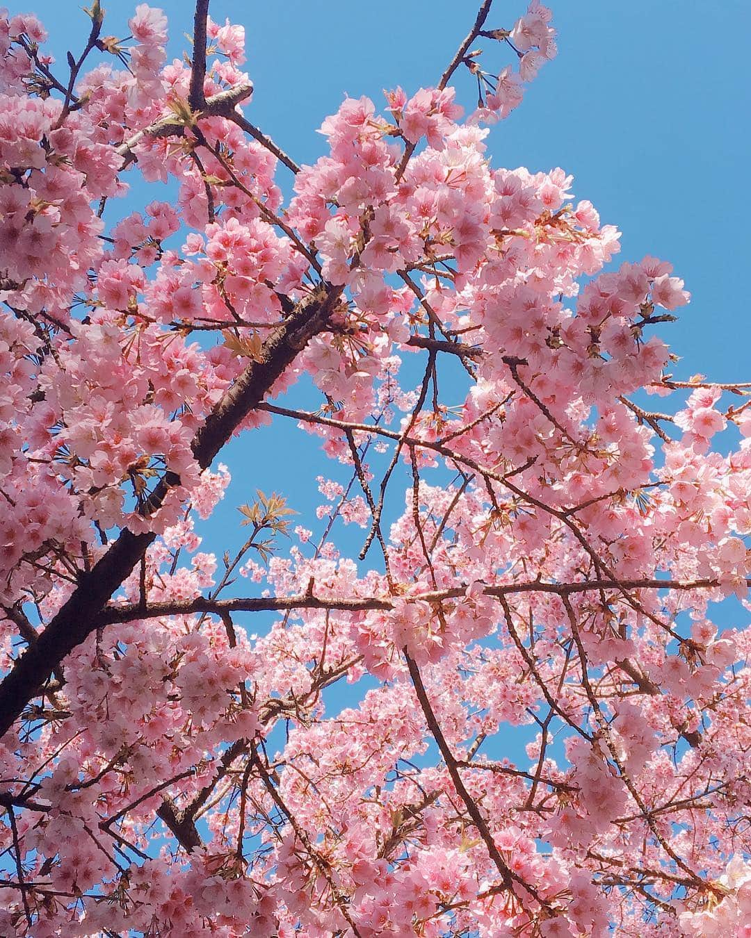 かすみりささんのインスタグラム写真 - (かすみりさInstagram)「🐰💕 ． また冬に逆戻りしてしまいましたね(>_<) ． ポカポカ陽気だったある日、ニュースで見て気になっていた、幻の桜「安行桜」を見に行ってきました🌸 ． 埼玉県川口市にある「密蔵院」に着いたら、満開の安行桜が迎えてくれました🌸 ． ぱんちゃん🐶とらちゃんも一緒にパチリ📸✨ ． 色々な場所へ桜を見に行けたらいぃなぁ(*˘︶˘*).｡.:*♡ ． #桜#安行桜#密蔵院#埼玉県#川口市#桜満開#綺麗なピンク#可愛い#ぱんちゃん#とらちゃん#黒パグ#パグ#pug#ボストンテリア#bostonterrier#🐶#🌸」3月24日 0時54分 - risa_kasumi