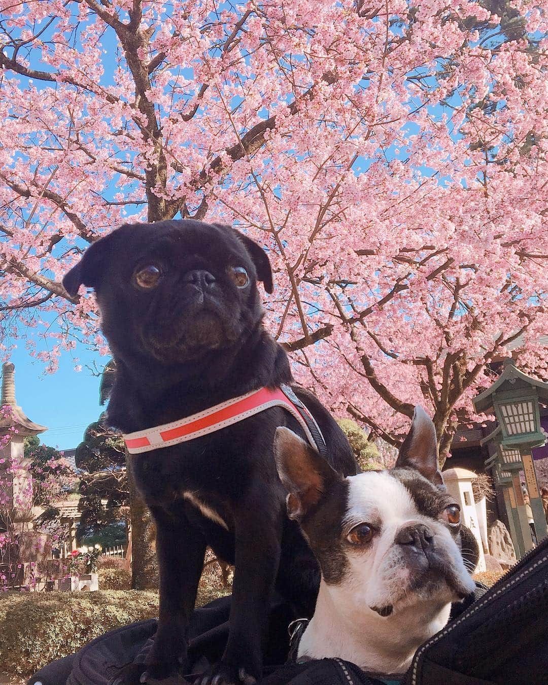 かすみりささんのインスタグラム写真 - (かすみりさInstagram)「🐰💕 ． また冬に逆戻りしてしまいましたね(>_<) ． ポカポカ陽気だったある日、ニュースで見て気になっていた、幻の桜「安行桜」を見に行ってきました🌸 ． 埼玉県川口市にある「密蔵院」に着いたら、満開の安行桜が迎えてくれました🌸 ． ぱんちゃん🐶とらちゃんも一緒にパチリ📸✨ ． 色々な場所へ桜を見に行けたらいぃなぁ(*˘︶˘*).｡.:*♡ ． #桜#安行桜#密蔵院#埼玉県#川口市#桜満開#綺麗なピンク#可愛い#ぱんちゃん#とらちゃん#黒パグ#パグ#pug#ボストンテリア#bostonterrier#🐶#🌸」3月24日 0時54分 - risa_kasumi