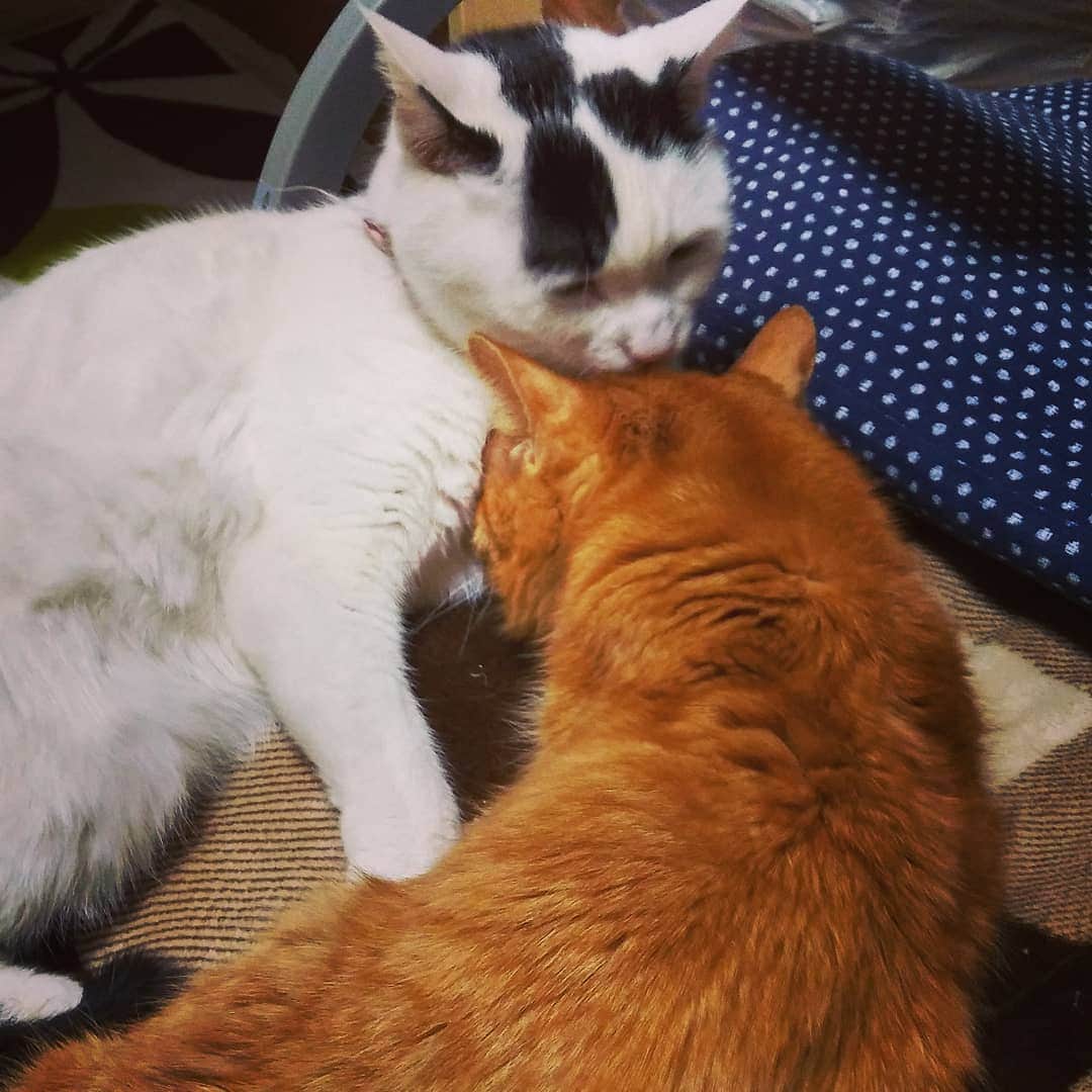 のインスタグラム：「仲良し。いたわり合い。 #白黒猫」