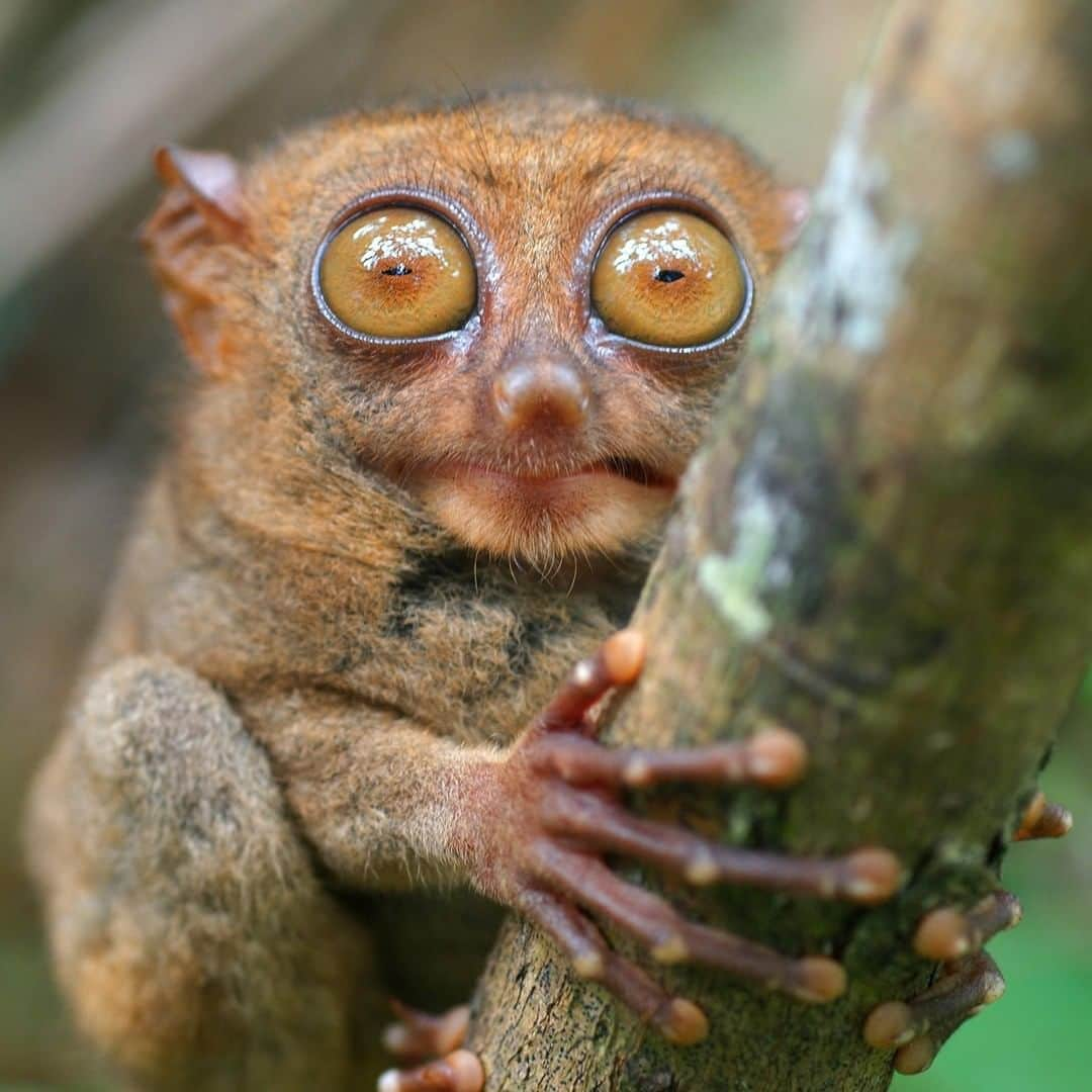 アニマルプラネットさんのインスタグラム写真 - (アニマルプラネットInstagram)「This tarsier looks like its about to tell you some bad news! These tiny critters have fixed eyes, so they have to turn their heads to look around. Their giant eyes make them great night hunters, though! . . . . . . . #animalsofinstagram #animalplanet #animaloftheday #wild #wildlife #outdoors #animals #wildanimals #conservation #nature #animallovers #instanature #wildgeography #tarsier」3月24日 1時00分 - animalplanet