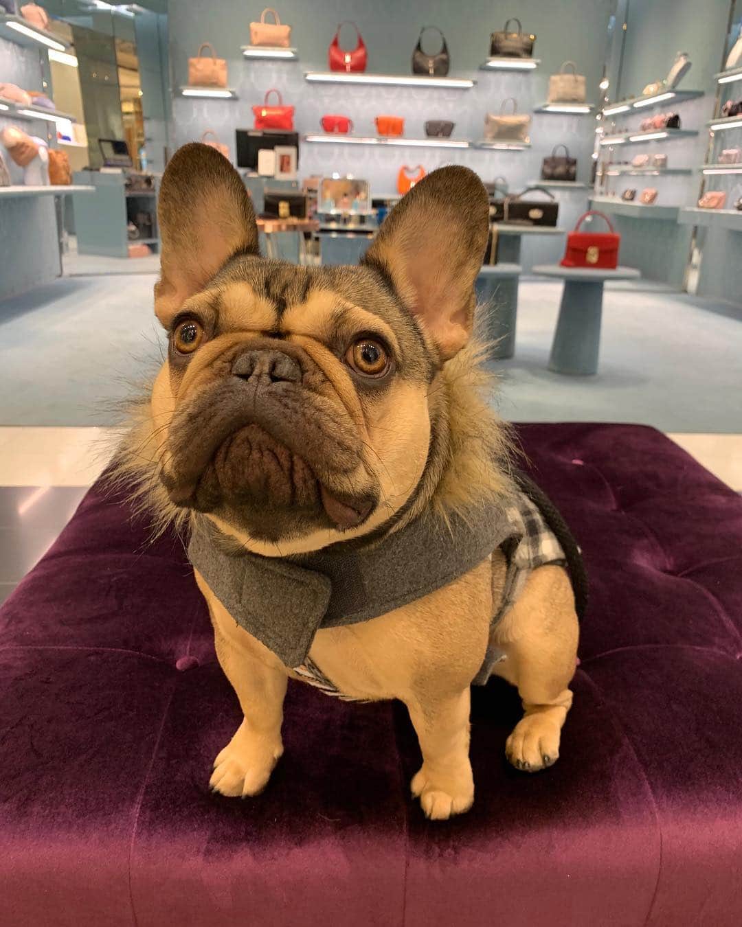 Bloomingdale'sさんのインスタグラム写真 - (Bloomingdale'sInstagram)「Pawsitively adorable 😍 Happy #NationalPuppyDay! 🐕🐶🐩 . . . . . . . #DogsOfInstagram #Pupstagram #CutePetClub #DogLove #PuppyLife #Bloomies59 #Bloomingdales」3月24日 1時18分 - bloomingdales