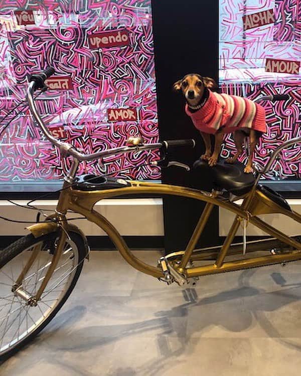 Bloomingdale'sさんのインスタグラム写真 - (Bloomingdale'sInstagram)「Pawsitively adorable 😍 Happy #NationalPuppyDay! 🐕🐶🐩 . . . . . . . #DogsOfInstagram #Pupstagram #CutePetClub #DogLove #PuppyLife #Bloomies59 #Bloomingdales」3月24日 1時18分 - bloomingdales