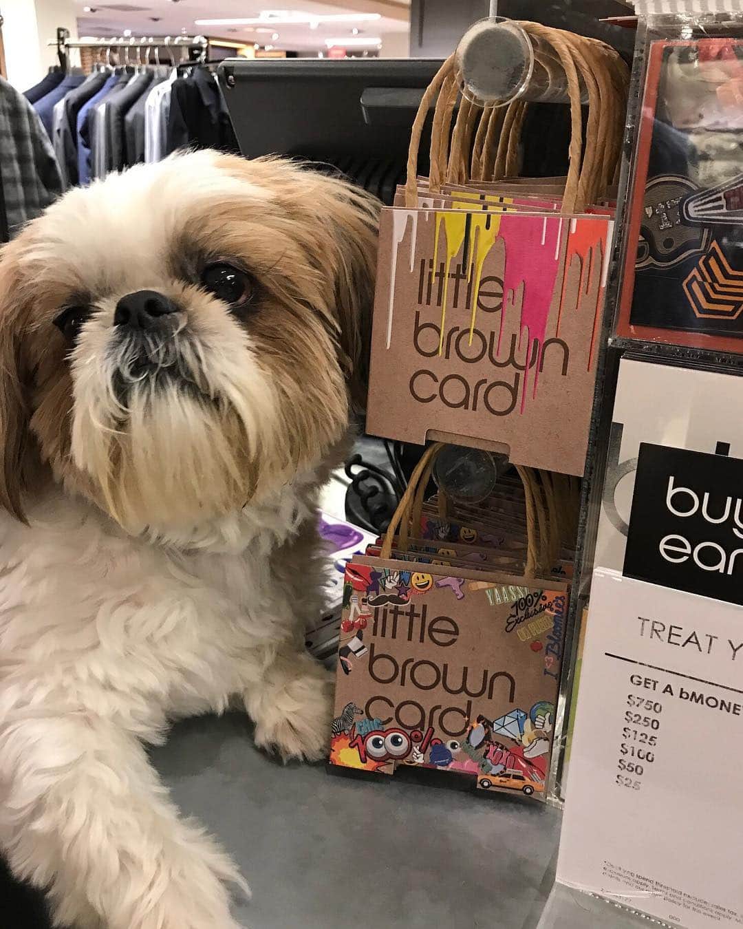 Bloomingdale'sさんのインスタグラム写真 - (Bloomingdale'sInstagram)「Pawsitively adorable 😍 Happy #NationalPuppyDay! 🐕🐶🐩 . . . . . . . #DogsOfInstagram #Pupstagram #CutePetClub #DogLove #PuppyLife #Bloomies59 #Bloomingdales」3月24日 1時18分 - bloomingdales