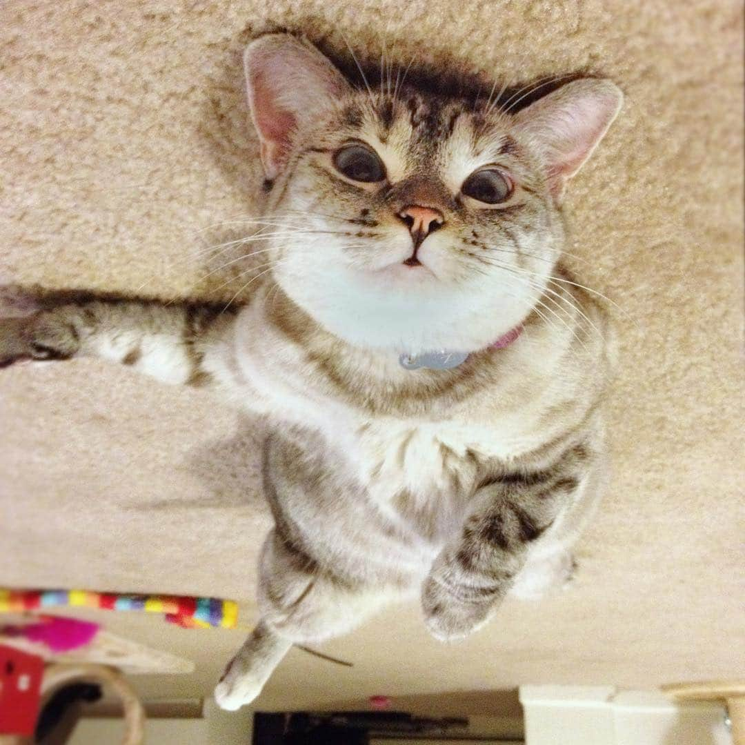 nala_catさんのインスタグラム写真 - (nala_catInstagram)「Upside down world🤪」3月24日 1時21分 - nala_cat