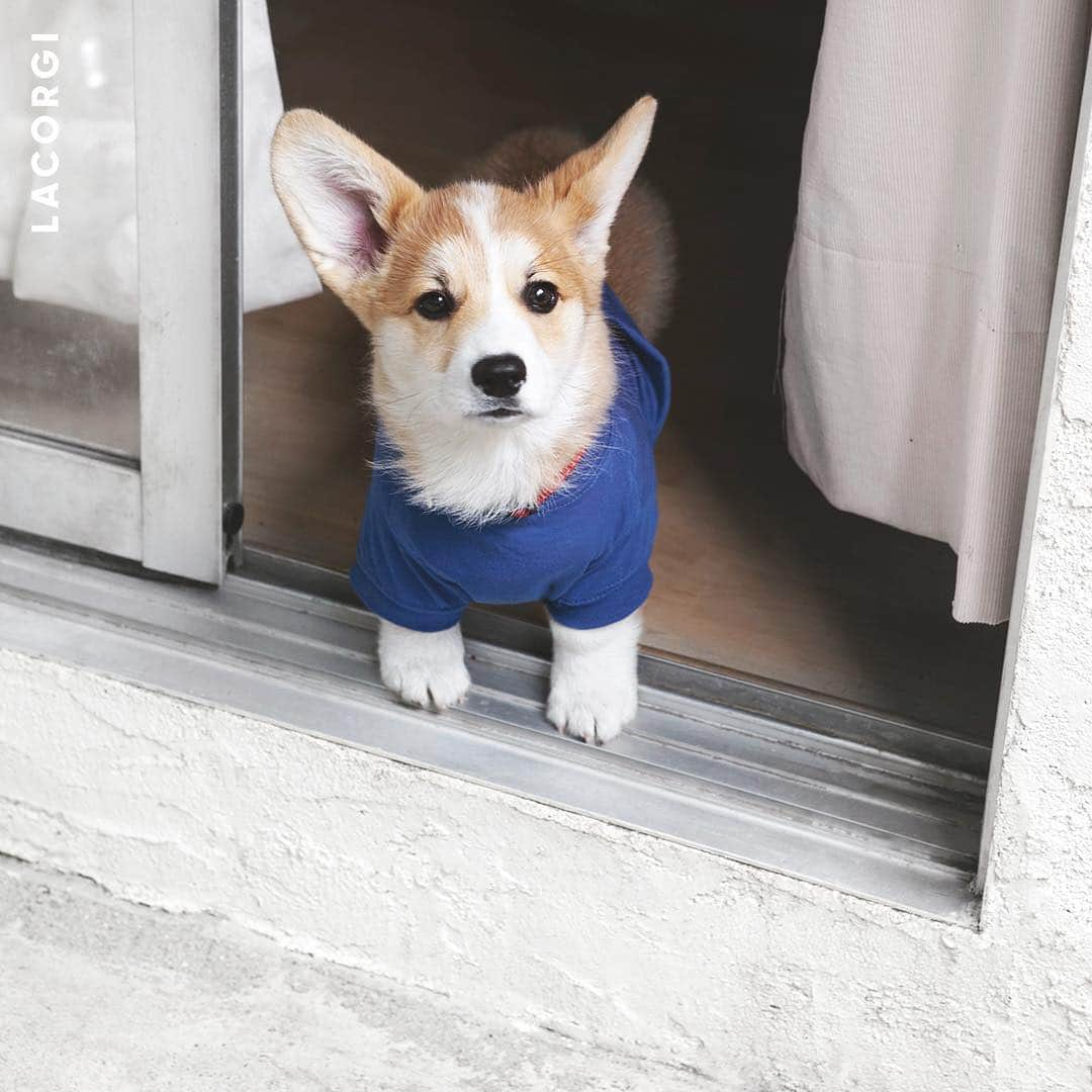 Geordi La Corgiのインスタグラム