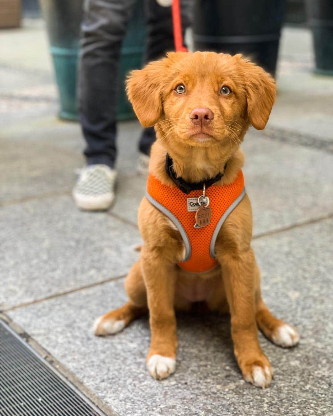 The Dogistさんのインスタグラム写真 - (The DogistInstagram)「Ripley, Nova Scotia Duck Tolling Retriever (3 m/o), Spring & Crosby St., New York, NY • “She’s obsessed with chewing her tail. No destruction yet – she hasn’t reached her teenage phase.”」3月24日 1時37分 - thedogist