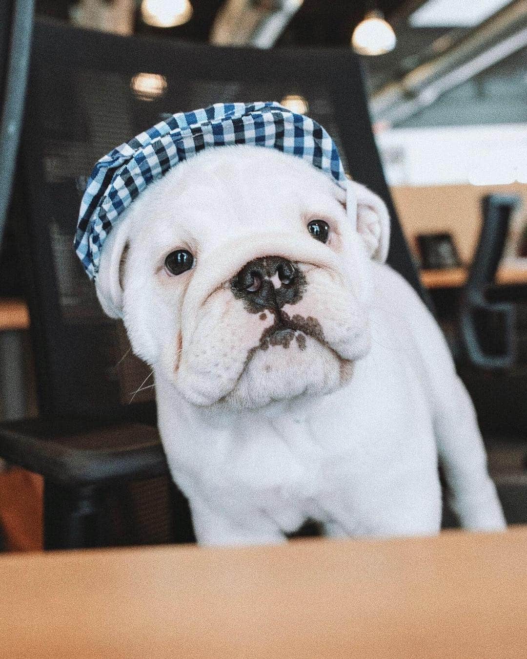 のインスタグラム：「There's no love like puppy love 🐾❤️ Happy National Puppy Day to all the furballs in our lives! 😍」