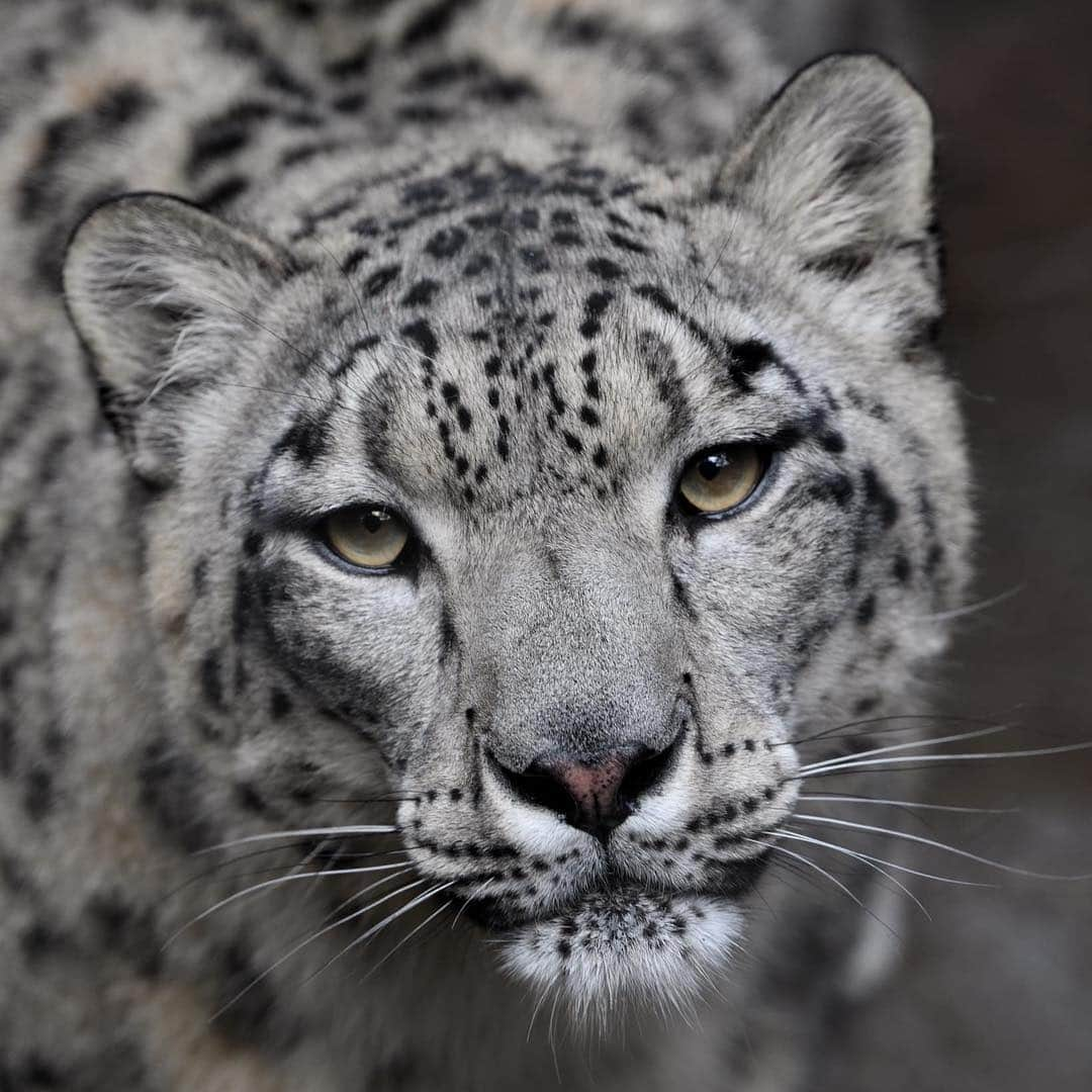 San Diego Zooさんのインスタグラム写真 - (San Diego ZooInstagram)「Penny is one pretty kitty, and basking in her beauty is a rare privilege. #SnowLeopards are rarely seen in the wild, as they live high in the mountains of Central Asia. ❄️🐆Although the cats freely cross the international boundaries of 12 countries, their secretive behavior and remote habitat among the highest mountains in the world add to their mystery. Because of their shy behavior and uncanny, almost mystical ability to disappear among the rocks, snow leopards have entered the folklore of local peoples in many countries and have been described as shape-changing mountain spirits. 🗻#SnoLeopardLikeSnowLeopards #FelineFacts #caturday #SanDiegoZoo 📷: Mike Wilson」3月24日 2時05分 - sandiegozoo