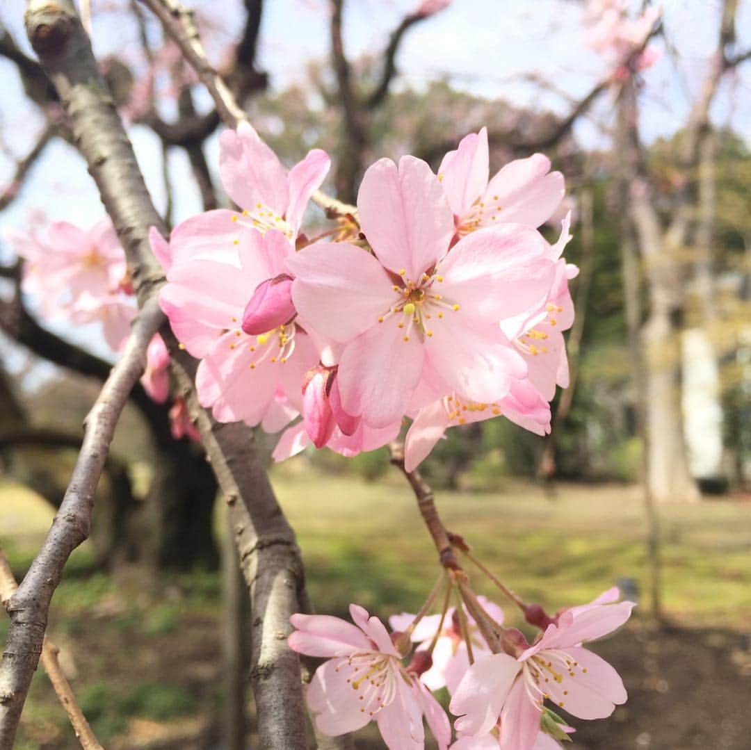 ふかしのインスタグラム：「桜は本当に難しい。お天気に恵まれた昨日見られて良かった。#sakura #桜 #さくら #枝垂れ桜」