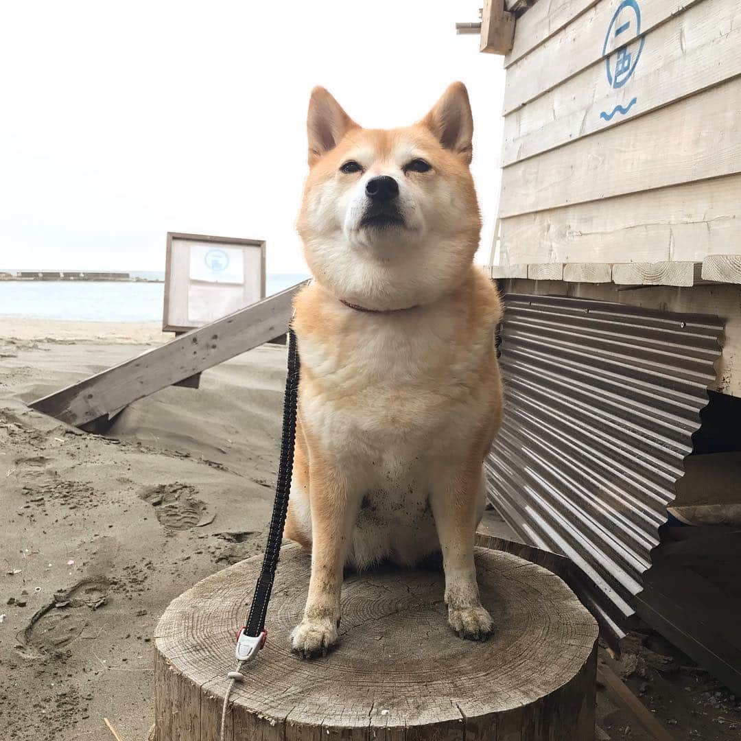 のインスタグラム：「今朝の得意げな表情のお嬢様👑 しかし内側はドロドロ😹 #マル子  #柴犬  #shiba」
