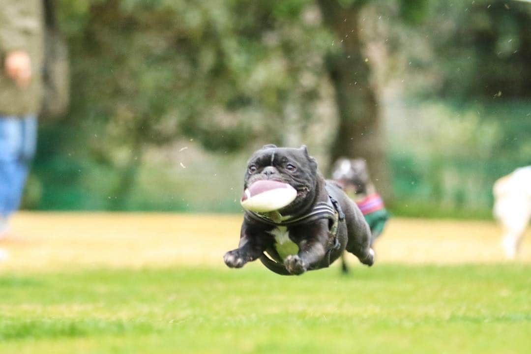 Turbo_dad フレブルのターボさんのインスタグラム写真 - (Turbo_dad フレブルのターボInstagram)「本日のお宿のランにて . . . #frenchbulldog #frenchie #buhi #dog #フレンチブルドッグ  #フレブル #ブヒ #frenchiesofinstagram #instadog #instafrenchie #frenchiegram #dogstagram #frenchbullys #frenchielove #프렌치불독 #thefrenchiepost #法鬥 #frenchies1 #portrait #igersjp #tokyocameraclub  #bully #ilovemydog #frenchielife #dogsofinstagram #ふわもこ部 #flyingdog #飛行犬 #lowangle_shooter #FBI2019」3月23日 17時36分 - turbo_dad