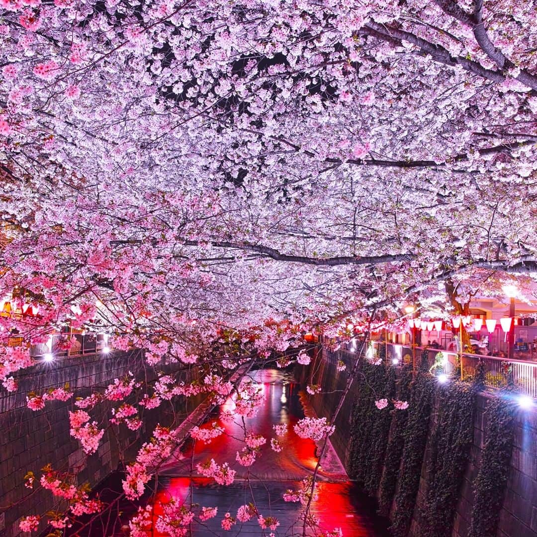 楽天トラベル さんのインスタグラム写真 - (楽天トラベル Instagram)「今年見に行きたいお花見スポットランキングをご紹介👇🏻※写真は過去の開花時のものです . 第9位は #東京 の人気お花見スポット #目黒川 🌸 川沿いに#桜並木 が続きお洒落なグルメスタンドが立ち並び #お花見 とともに飲み歩きやショッピングを楽しむ大勢の花見客でにぎわいます✨ 【中目黒桜まつり】2019/4/7 【夜桜ライトアップ】2019/3/23～4/10　17:00～21:00 . *********************** 旅先で撮った素敵な写真に @rakutentravel をタグ付けしてシェアしてね♪ 厳選してこのアカウントで紹介させていただきます！ *********************** . #楽天トラベル #楽天  #rakutentravel #旅 #旅行 #旅に出よう #旅行好きな人と繋がりたい #travel #trip #日本 #japan #일본 #instagramjapan #IG_JAPAN #japantrip #桜 #夜桜 #桜の名所 #sakura #cherryblossom #tokyo #目黒 #中目黒 #meguro #meguroriver」3月23日 18時00分 - rakutentravel