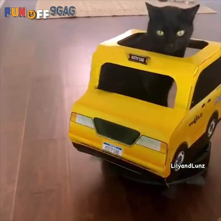 のインスタグラム：「KittyCab coming through!⠀ Congrats to @lilyandlunz on becoming our #9GAGFunOff Week 19 winner!⠀ -⠀ Submit your videos to @funoff link in bio to win $10,000 USD!⠀ -⠀ #9gag #cat #cab #taxi」