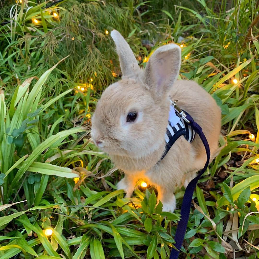 のインスタグラム：「🐰💗 #うさんぽ#ネザーランドドワーフ#うさぎ#うさぎのいる生活」