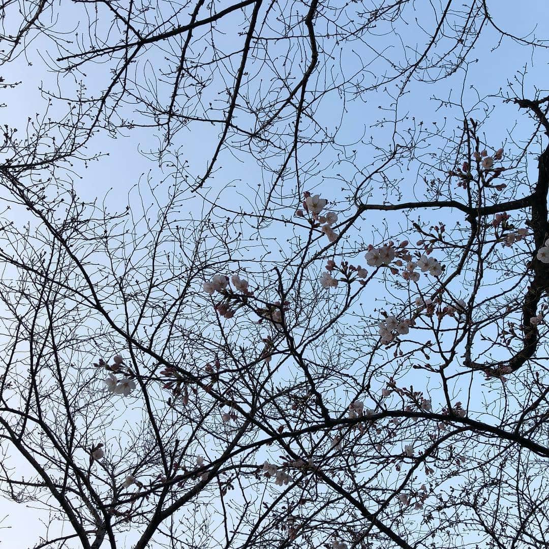 てん（ものまね）さんのインスタグラム写真 - (てん（ものまね）Instagram)「お花見🌸」3月23日 18時17分 - tenkukku10