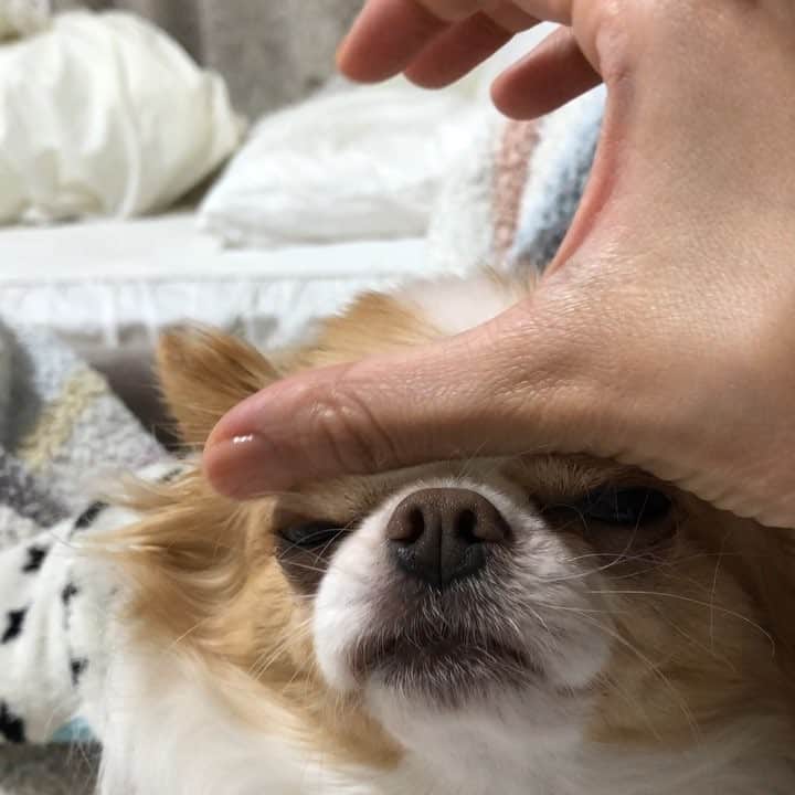 のインスタグラム：「もっと普通に撫でてほしいんでしゅけどね.....。 ・ ・ ・ #かわいがり #エブリデイかわいい #毎日愛しい #iloveyou」