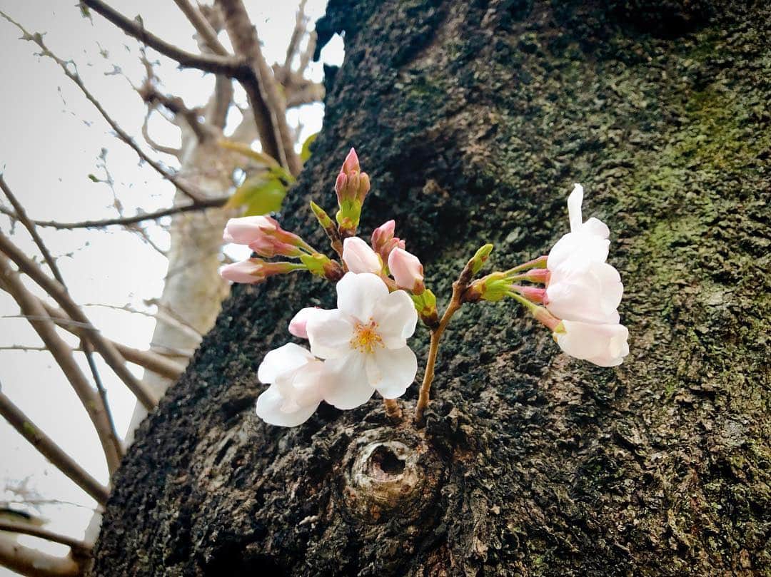 青山草太さんのインスタグラム写真 - (青山草太Instagram)「今はあまり人はいないけど 来週にはこの桜の木の下に 沢山の人が集まり 桜を見たり見なかったり（笑）楽しむんでしょうね。  枝から咲き まとまって見える 沢山の桜もいいけど 幹からぽつんと咲いている 桜も違う見え方がして 好きです。  #青山草太#sotaaoyama #日本#japan#東京#tokyo #桜#cherryblossom  #春#spring  #花見#cherryblossomviewing #来週#あたりかな」3月23日 18時50分 - sotaaoyama