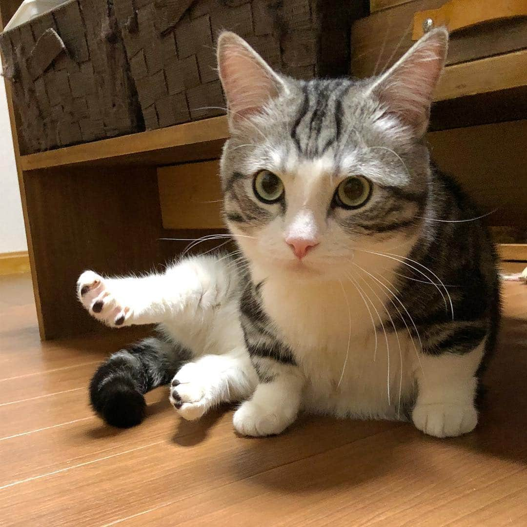 kamunaさんのインスタグラム写真 - (kamunaInstagram)「何してる？パンチクリン健太くん😊  #munchkincat #cat #cats #catoftheday #catsofinstagram #catlovers #猫好き#ぺこねこ部 #マンチカン#ねこ#猫#scottishfold#スコテッシュフォールド#bestmeow #多頭飼い #insta_catskittens#happycatclub#instacat_meows#スタペグラム#みんねこ#猫のいる生活#club_of_cats#carpediemneko#PECOねこ部#ぺぺぺっつ#sippo#pecotv#幸せの輪を広げよう#パンチクリン健太#ねこのきもち」3月23日 18時42分 - tansoku_love