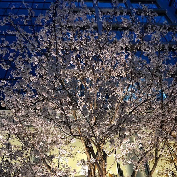 榊山敬代のインスタグラム：「🌃🌸… ・ 歯のメンテナンスと。 髪のメンテナンスと。  リセット終了しました 土曜日。  帰りみち。  お花見の巻。  #寄り道  ヘアサロンでは。 肩と首が凝っていたようで。 コリコリほぐしていただきましたら。  ポカポカいま。  やはり。リンパと血流。 大切とのことで。 日頃から。 自ら気にしたいメンテナンス。  さて。来週からは。 絵が描きたくて。 うずうずしてきましたので。 九月の個展にむけまして。 気になる部分を。加筆する計画。 ・ ・ ・ ・ ・ 🌸" 作品展示情報… ・ 『第7回 郷さくら美術館 桜花賞展』 … 会場：郷さくら美術館 ・ 「郷さくら美術館　桜花賞」展は、「桜」を描いた現代日本画を多くの方々にご覧頂き、日本画の素晴らしさを再発見してもらうことを目的とした展覧会です。今回もこれからの活躍がますます期待される日本画家31名が、日本美術でおなじみの「桜」という大変難しいモチーフを相手に、それぞれの持ち昧を生かした個性的な素晴らしい桜の絵画に仕上げています。現代日本画家たちの個性を、豊かな桜花の美しさを、どうぞお楽しみください。  東京都目黒区上目黒1-7-13　 TEL：03-3496-1771  東急東横線、東京メトロ日比谷線 中目黒駅より徒歩５分 ◼︎詳しくはホームページをご覧ください … ・ ・  #🌸 #さくら #桜 #CherryBlossoms #sakura #Tokyo #東京 #日本画 #SAKAKiYAMATAKAYO #アート #art  #お花見 #お花見スポット#夜桜 #表参道 #ビル #building #omotesando #血流改善  #リンパ #night」