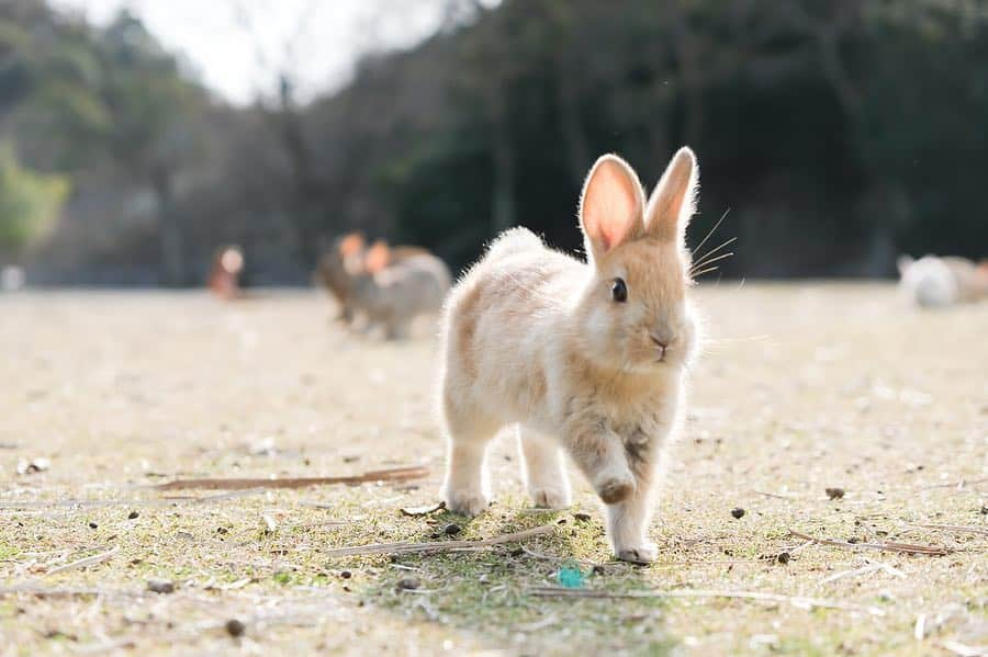 usagraphさんのインスタグラム写真 - (usagraphInstagram)「大久野島ウィークvol.5は、おちびちゃんシリーズです☺️ ちっこくても頑張って力強く生きている姿はとても勇ましい。 人間にはさほど慣れていないんだけど、何か美味しいものをくれる事は覚えてるのかジワジワ近寄ってきます😂 オヤツあげてる時にたまに大人うさぎにイビられてて💦 でもこうして強く大きくなっていくのでしょうね。 ＊ ＊ ＊ #大久野島 #大久野島のうさぎさん  #大久野島休暇村  #うさぎ #rabbit #bunny #ふわもこ部  #WeeklyFluff #igersjp  #instabunnies #tokyocameraclub #東京カメラ部  #bunnystagram  #今日もX日和  #うさぎ部 #ホーランドロップ #hollandlop  #アニマル写真部  #ファインダー越しの私の世界 #team_jp_西 #igers  #ig_japan」3月23日 19時10分 - usagraph