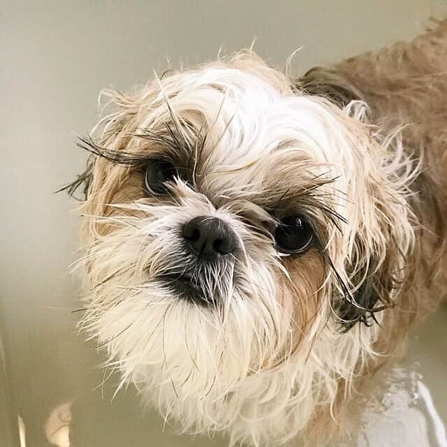 りんくさんのインスタグラム写真 - (りんくInstagram)「I look like a whole different dog when I’m wet! 🤔🐶💦 * * * * * 入浴ちぅは別犬になりまつ😂😂😂」3月23日 19時21分 - link.jpn