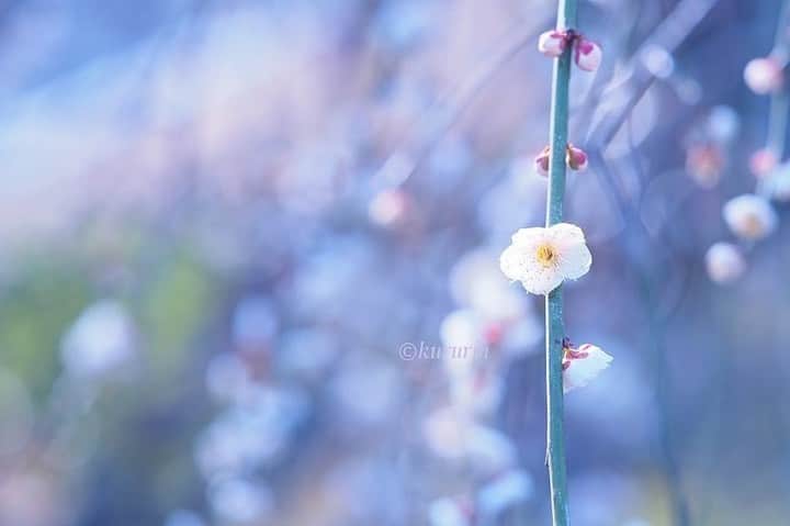 花の写真館のインスタグラム：「Photo by @kururin9696.⠀ https://instagram.com/kururin9696/⠀ .⠀ Original Post[投稿頂いたURL]⠀ https://www.instagram.com/p/BvLRTbyFeR3/⠀ .⠀ 本アカウントは、 #私の花の写真 をつけてInstagramに投稿された皆さまの花の写真や、「花の写真館」Facebookページで投稿された花の写真を紹介します。⠀ 「花の写真館」Facebookページは、「 @floral.photograph 」のプロフィールにあるURLからご覧ください。⠀ .⠀ #花の写真館 #floralphotograph #floralphoto #flower #flowers #富士フイルム #FUJIFILM⠀ Follow: @floral.photograph」