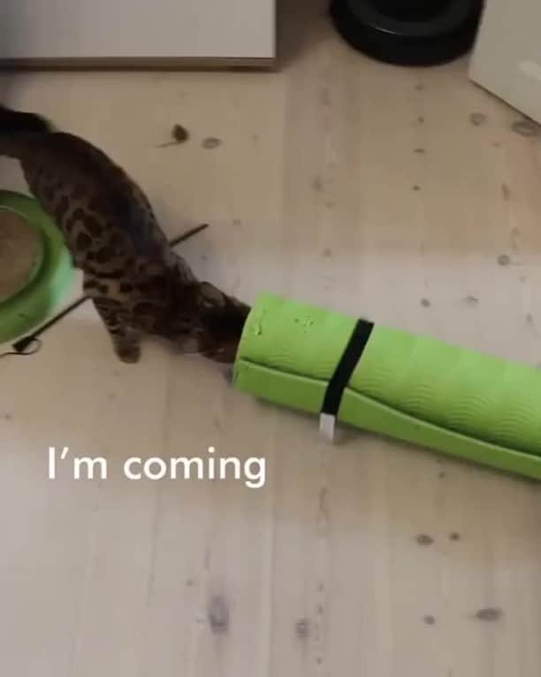 のインスタグラム：「I think Gilbert is broken 🤔⠀ ⠀ 📹@missenell⠀ ⠀ Want @9gag feature your cat 🐾? Join our cat community now 😺Link in bio !!⠀ ⠀ #meowed #gilbertandnelly #bengal #catlife #gilbertcannon #cannon #fire」