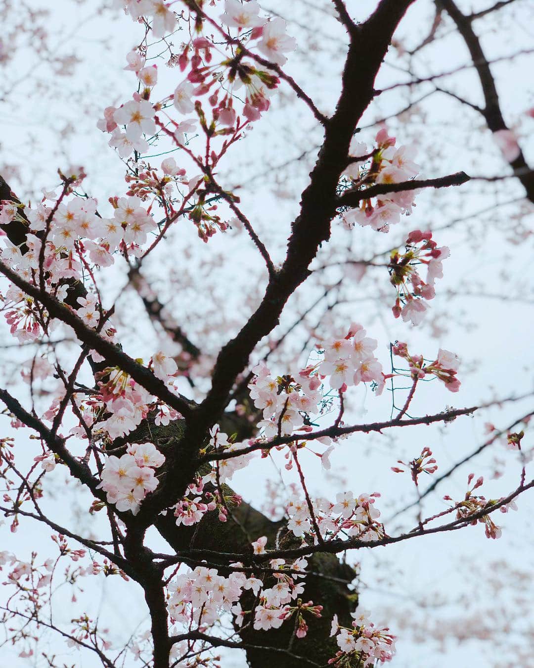 のインスタグラム：「たまたま見つけた桜 ♡ 春だね 桜って見るとなんでか撮りたくなる🤳🏼 (こんときめちゃめちゃに曇りだったけどw) 今年は花見できるかなー？ ♡」