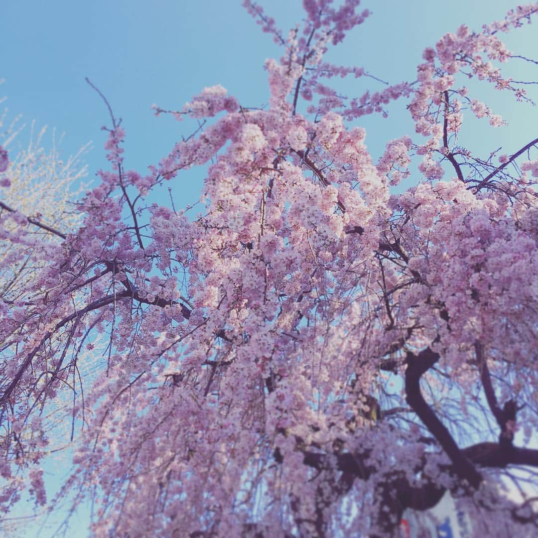南壽あさ子さんのインスタグラム写真 - (南壽あさ子Instagram)「会場向かいの桜は見事でした  #名古屋 #桜」3月23日 20時19分 - nasuasaco