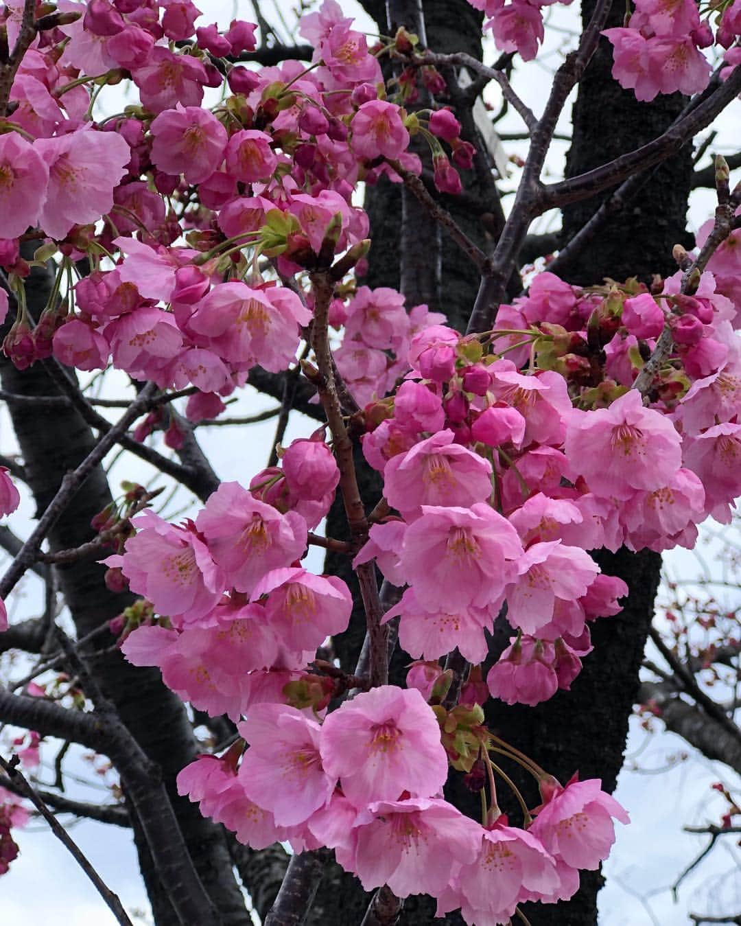 福田萌子さんのインスタグラム写真 - (福田萌子Instagram)「お花見ラン21km🌸🌼 新しい東京を探索したり季節を感じたり、ランニングコースは数え切れないほど存在する。 お友達と一緒だとお喋りしながら経験も共有出来る❗️長い距離を一緒に走り終えたら、達成感から絆も強くなる‼️ランニングで深まる友情関係をあなたも創ってみませんか🏃‍♀️🔥👊🏻 ・ #runforthefriendship #runrealtokyo #adidastokyo #ultraboostlaceless」3月23日 20時22分 - moekofukuda