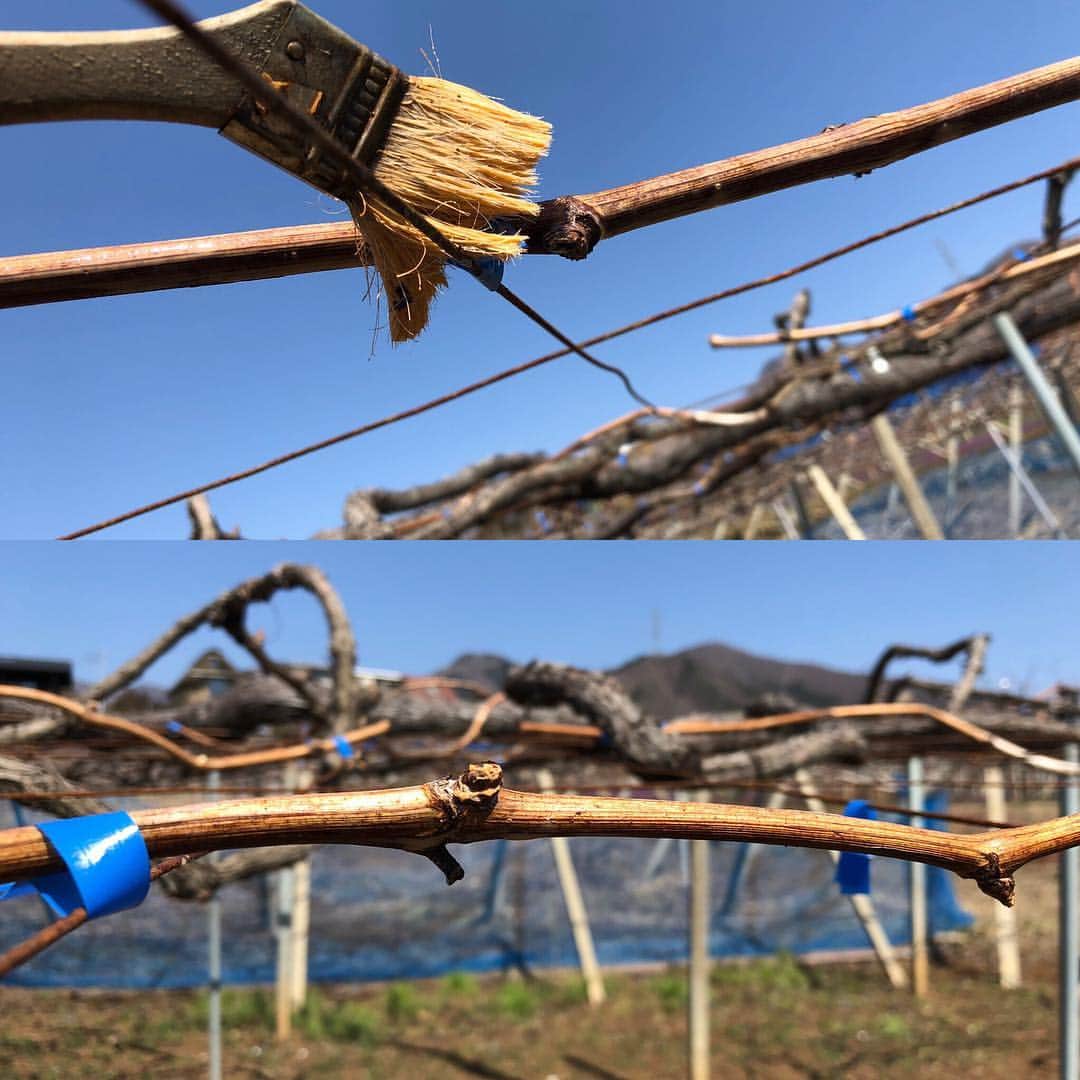 ツチと実のインスタグラム：「こんばんは！ツチと実です。  少し間が空いてしまいましたが、この春からのぶどうと野菜の準備でバタバタしていました。  最近のぶどうの作業のお話ですが、 ぶどうの病気予防のため、薬を枝に塗っています。 ハケでぬりぬりと枝を延々と塗っています。  塗ると塗らないでは目に見えて病気の発生率が変わるので、かかせない作業です。  これも大切な作業ですのでしっかりとやって行きますよ〜^_^  さぁこれからです！  #ぶどう狩り #ぶどう栽培 #勝沼 #ツチと実 #果物 #ぶどう」