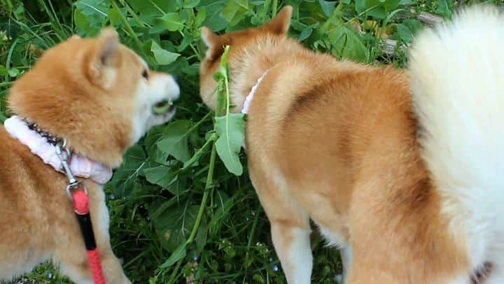 柴犬たま Shibainu Tamaのインスタグラム