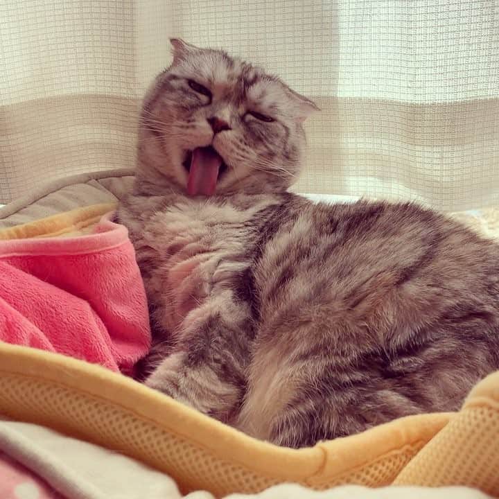 のインスタグラム：「どうしてもどうしても忘れちゃう😛 *  #しまうの #ナビちん#neko#cat#猫#ネコ#ねこ#スコティッシュフォールド#まんじゅう部#致命的な魅力#scottishfold#catsofinstagram #cats_of_instagram#cats_lover」