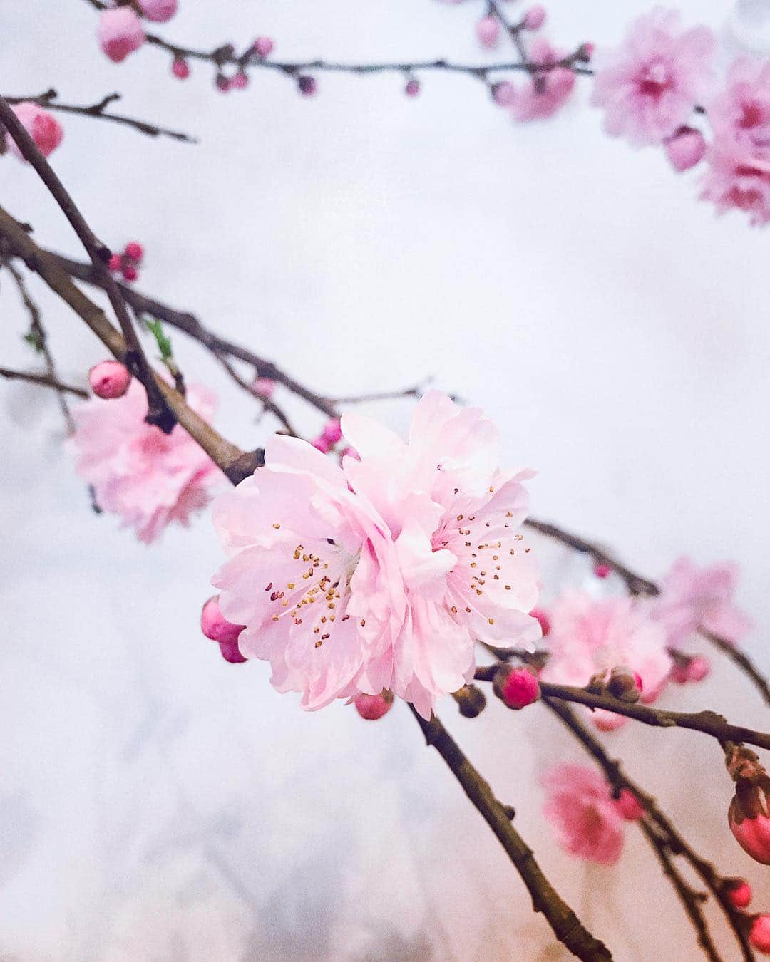 氷浦紫さんのインスタグラム写真 - (氷浦紫Instagram)「マンションのエントランスのお花がかわってた(❁´⌔`❁)/~ #桃#桃花#桃の花#Spring#flowers #pink  お散歩して母と息子ちんと#星乃珈琲 へ。  #coffeeBreak#Frenchtoast#pancake #suhurepancake」3月23日 20時51分 - yukalihiula