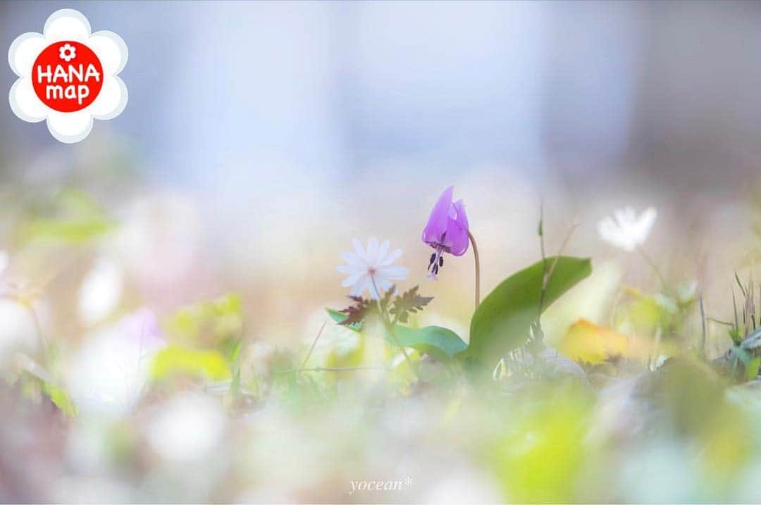 はなまっぷ❁日本の花風景さんのインスタグラム写真 - (はなまっぷ❁日本の花風景Instagram)「🌸はなまっぷ🌸 * @yoceantoi さんの  花のある風景に花まるを💮 * 幸せそうに語り合う可愛い春の妖精たちをありがとうございます😊🌸 * 埼玉  #国営武蔵丘陵森林公園 Musashi-Kyuryo National Government Park, Saitama Pref. * 🌼カタクリの花言葉📝🌼 初恋、寂しさに耐える * 見頃を過ぎている場所もご紹介しています。お出かけの際はHP等で最新の情報をご確認くださいね🙏🌸 * 🌸•••🌸•••🌸•••🌸•••🌸•••🌸 * いつも素敵なお花をありがとうございます😊 日本の花のある風景にタグ付けしてください🌸 お花があれば何でもOKです💓 * #はなまっぷ * #日本の美しい花風景#花のある風景#花#花言葉#花畑#カタクリ#片栗#スプリングエフェメラル」3月23日 21時02分 - hanamap