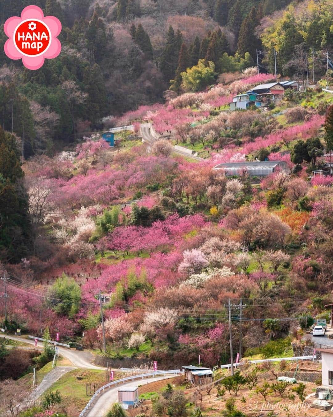 はなまっぷ❁日本の花風景のインスタグラム