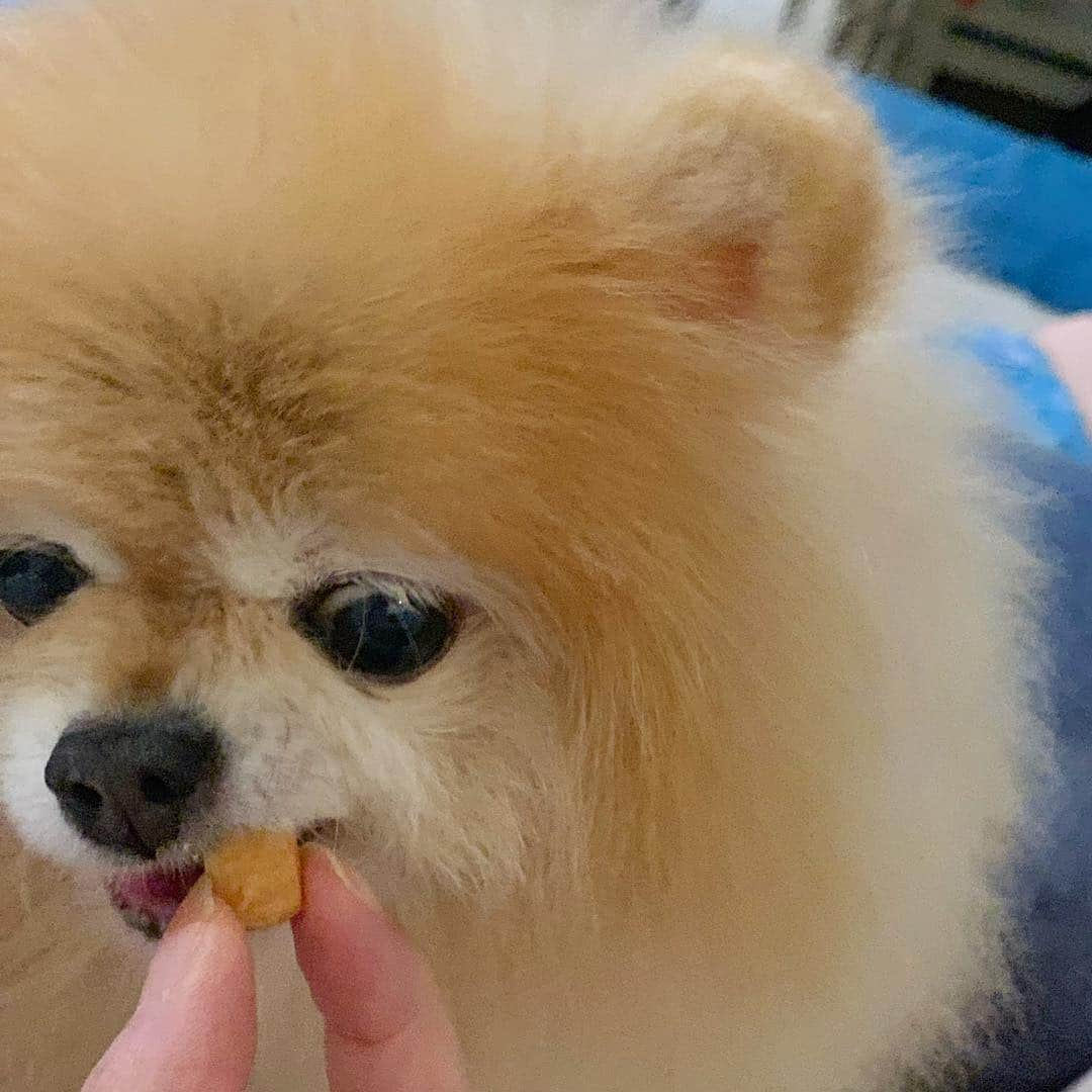 Ella Chuffyさんのインスタグラム写真 - (Ella ChuffyInstagram)「Yummy thing comes to my tummy....😋 . . . . . . #ellachuffy #pet #petstageam #pomeranianpage #pomeraniansofinstagram #pretty #cutedog #pompom #pomeranianlife #pomeranianworld #perfectpetss #pomeranian #aplacetolovedogs  #topdogphoto #pomeraniansofinstagram #fluffypack #showcasing_pets #anmlsposts #dog #coolangle369 #iflmdog #犬 #狗 #everydaydoglover #puppy #собаки #ポメラニアン」3月23日 21時01分 - missdiad