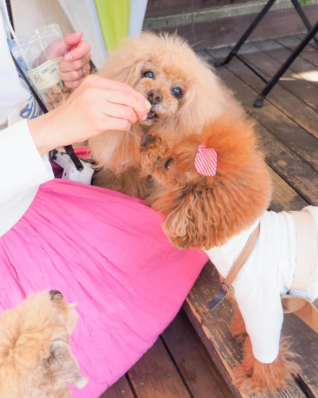 Toypoodle Mikuru?Asakusa Tokyoさんのインスタグラム写真 - (Toypoodle Mikuru?Asakusa TokyoInstagram)「おしゃピク🍓しませんか？ . ❶❷ みくるがオモテナシ ❸トロちゃんとムネオくん ❹ 食いしん坊オフショット ❺❻ オムツ姿でオフショット動画😂 . In koniwan Part2 20190321 Thursday pic . #おしゃピク #オフショット #カフェ店員の休日 設定」3月23日 20時53分 - purapura299