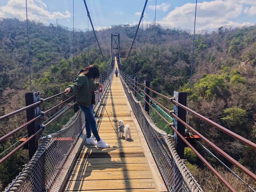 七菜香さんのインスタグラム写真 - (七菜香Instagram)「素敵なつり橋をみつけてお出かけした土曜日🌈 思ってたよりもいく道がハードで 妊婦で行く所ではなかったけど🤰💦 休憩しながらゆっくり行ってココラキさんも一緒に つり橋渡ってピクニック🍱🍴 たのしかったあ♡♡♡ ・ ・ ・ ・ ・ ・ ・ ・ #dayoff #hangout #natura #suspensionbridge #goodday #saturday #picnic #lunchbox #dogs #Maltese #instagood #sunnyday🌞 #ほしだ園地 #つり橋 #ハイキング #ピクニック #ランチ #マタニティライフ #妊娠7ヶ月 #犬のいる暮らし #🐶 #🍴」3月23日 21時05分 - nanaka0118