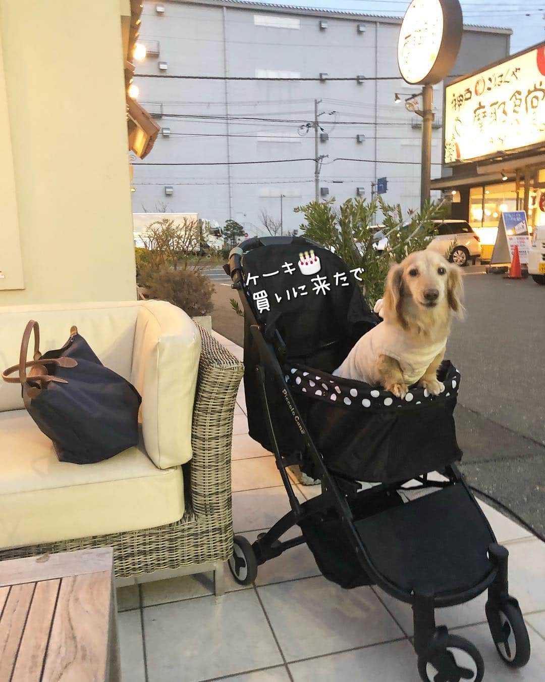 チズさんのインスタグラム写真 - (チズInstagram)「可愛いケーキ屋さん🍰💕 ここ三宮にもあるとこだぁー😍！！ 暖かくなったらまた行こーぉっと✨✨ #ショコラリパブリック 🎂 #神戸カフェ ☕️#摩耶 #テラス席ワンコok 🐶 #犬とお出かけ 🐕💨💨 #Mダックス #MiniatureDachshund #ミニチュアダックス #ミニチュアダックスフンド #ミニチュアダックスクリーム #愛犬#カニンヘンクリーム #カニンヘンダックス #カニンヘンダックスフンド #犬なしでは生きていけません#13歳犬#愛しのわんこ #癒し犬 #愛犬バカ #関西ダックス#短足犬 #短足部 #シニア犬#親父犬#犬は家族 #インスタでわんこみるのが日課 ♡♡♡♡」3月23日 21時22分 - sqi.chizu