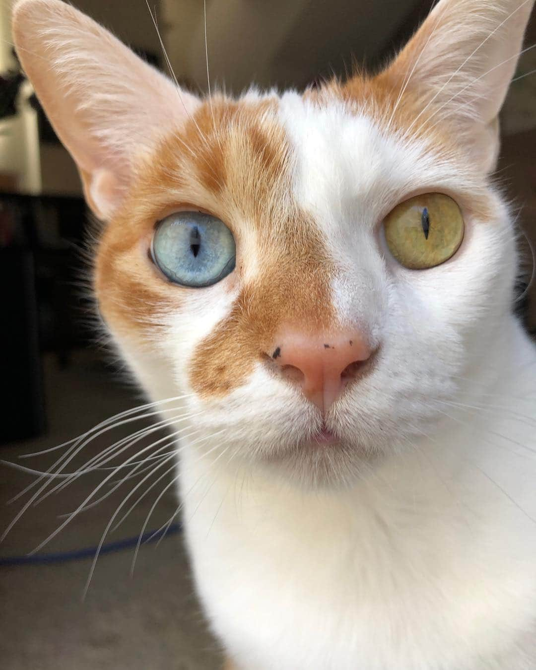 Richard Kittyさんのインスタグラム写真 - (Richard KittyInstagram)「A couple people in the past have told me to “clean Richard’s nose!” when they see the black specks on there. But his nose actually isn’t dirty — they’re freckles! And freckles don’t come off, haha. I asked the vet about this and she explained it really well: just like humans with red hair are more likely to get freckles, cats with red fur are more likely to have freckles!」3月23日 21時24分 - richard_kitty