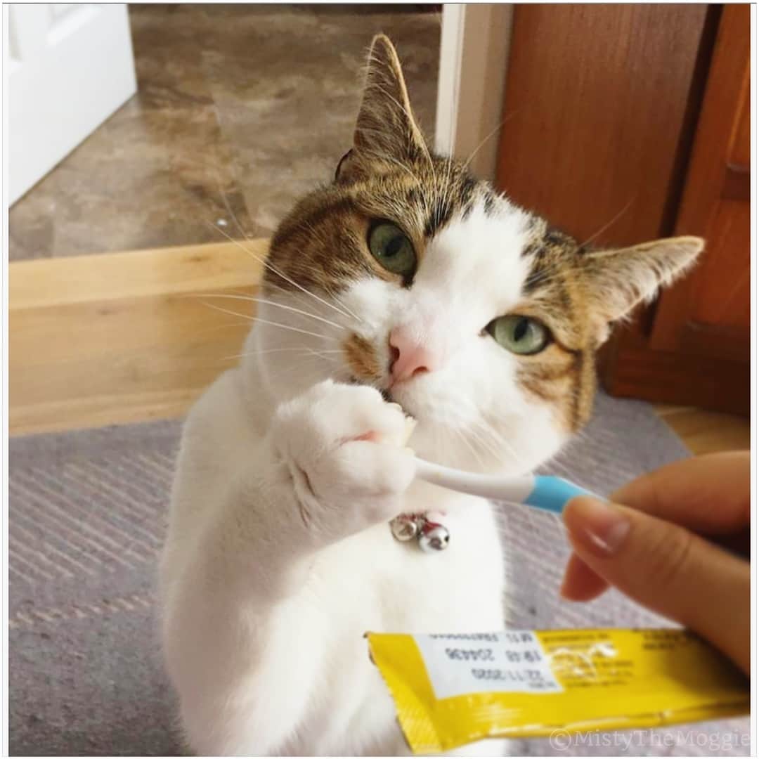 Misty The Moggieさんのインスタグラム写真 - (Misty The MoggieInstagram)「All of the noms! You shall not brush my teeth!」3月23日 21時42分 - mistythemoggie