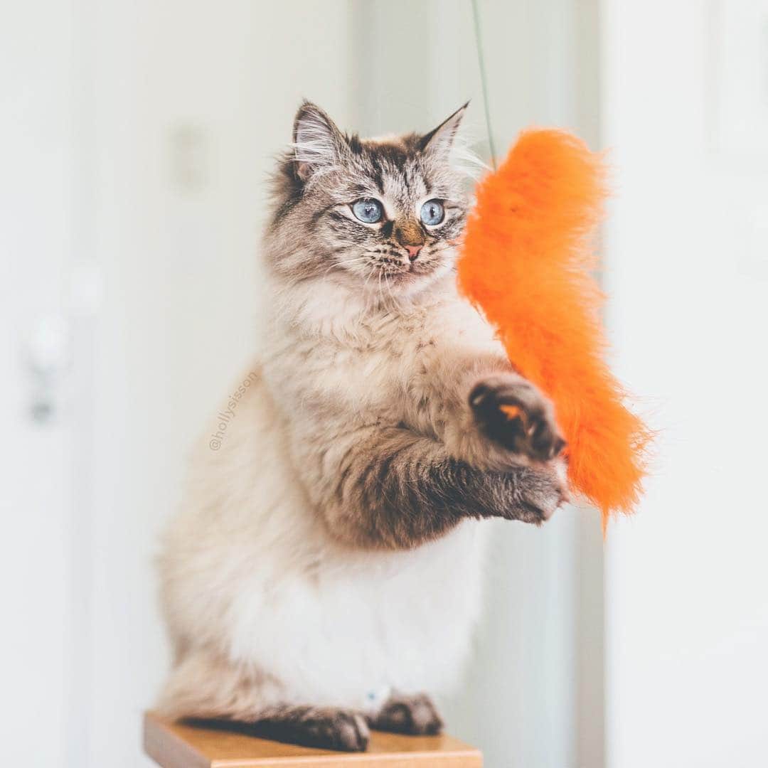 Holly Sissonさんのインスタグラム写真 - (Holly SissonInstagram)「Cat-er-play 😹👍 #caterday #SiberianCat #whpplayful (See more of Alice, Finnegan, and Oliver, on @pitterpatterfurryfeet) ~ Canon 1D X MkII + 50 f1.4 @ f2 See my bio for full camera equipment information plus info on how I process my images. 😊 ~ #pickmotion」3月23日 21時43分 - hollysisson