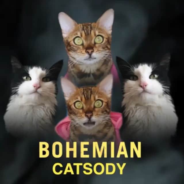 マリヤン・ジョンクマンのインスタグラム：「BOHEMIAN CATSODY 😻」