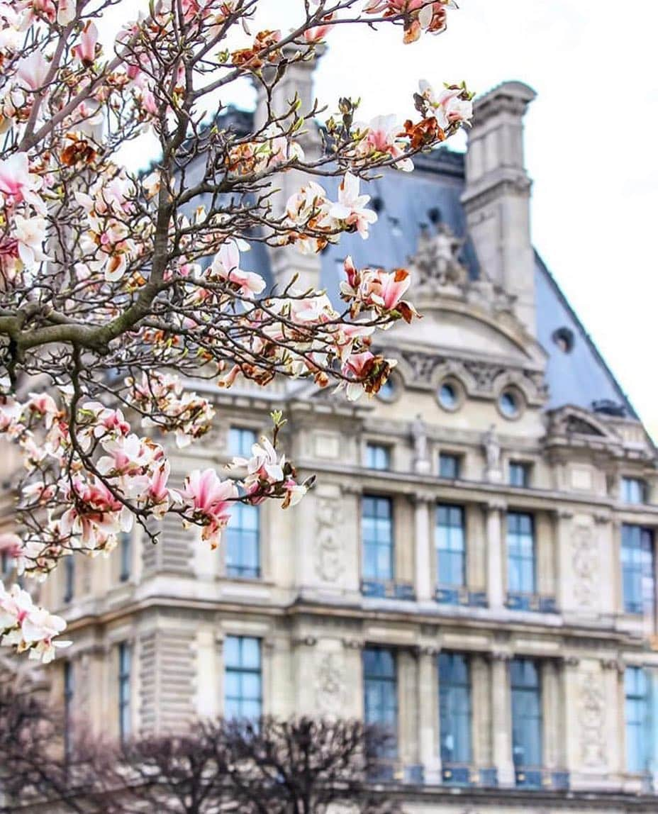 ルーブル美術館さんのインスタグラム写真 - (ルーブル美術館Instagram)「. 🇫🇷 Le printemps est bel et bien installé 🤗 Merci @lydie_picturezz pour cette belle composition florale 🌸 Bon week-end à toutes et à tous ! . 🌎 Spring is definitly here! 🤗 Thanks @lydie_picturezz for this beautiful floral composition 🌸 Have a sweet weekend all! . . . #MuséeDuLouvre #Louvre #LouvreMuseum #Spring #TuileriesGarden #Tuileries」3月23日 22時06分 - museelouvre