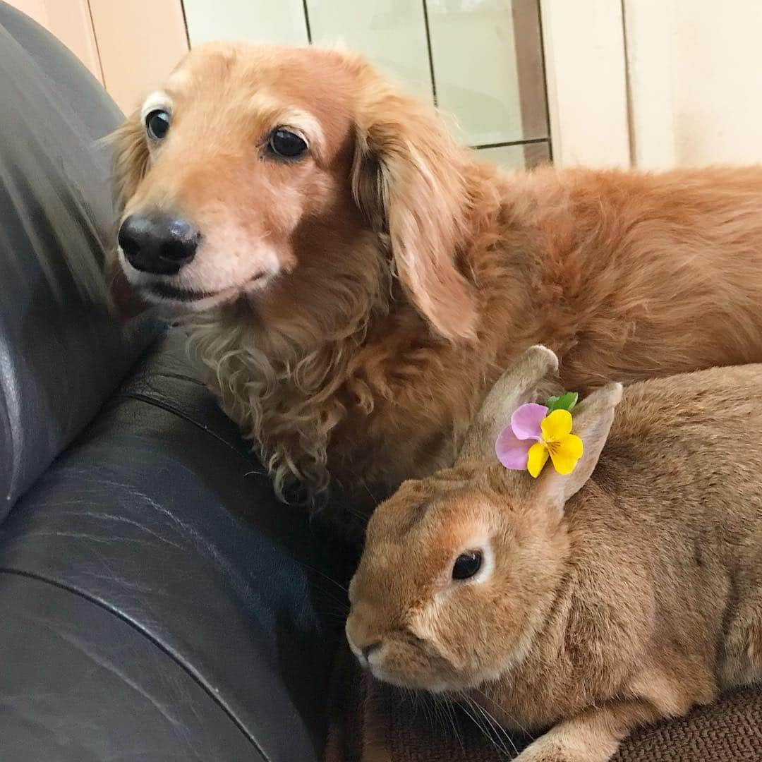 Chieko Shibutaさんのインスタグラム写真 - (Chieko ShibutaInstagram)「たろー🐶＆うじゃこ🐰地方☔️ たろー！ 雨ですね〜☂️ たまには のんびり^_^ 退屈なので おしゃれしてみました🌼 遊ばれてるだけですけど🐰💦✨ 💕✨🐶🍀🐰✨💕 #dachshund #dachshunds #dachshundlove #dog #dogs #doglove #instadog #instagram #instagood #pet #pets #petsagram #cute #cutepe #cutepet #cutedog #cuteanimals #likes #09076999576 happy #smile #rabbit #ラビット #ミニュチュア #ミニュチュアダックス  #ミニュチュアダックスフント #うさぎ部 #うさぎ #ダックス #ダックスフンドロングヘアー#ねざーらんどどわーふ」3月23日 22時09分 - chieko.81